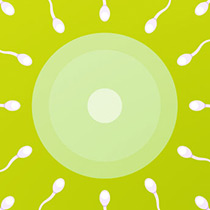 Nous cherchons des informations sur la fertilité